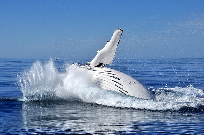 4 Perth’s Locals You Should Say Hi To! 