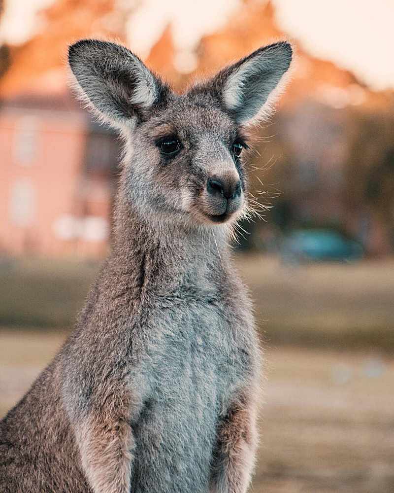 Now’s The Time to Love NSW