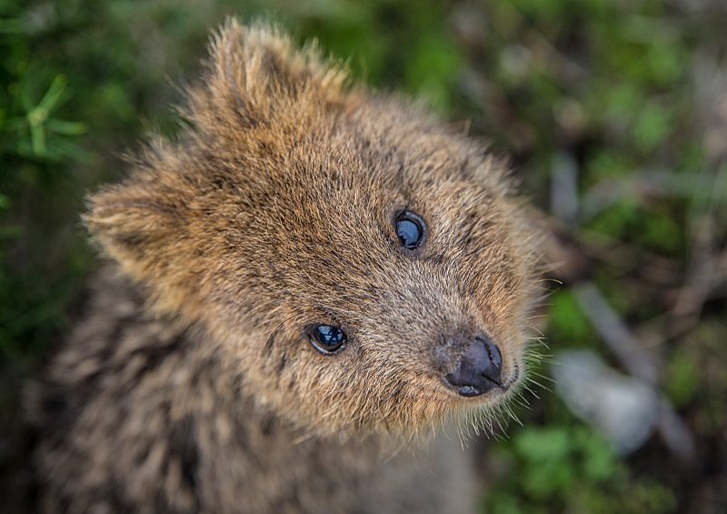 International Visitors Encouraged to Travel to Western Australia