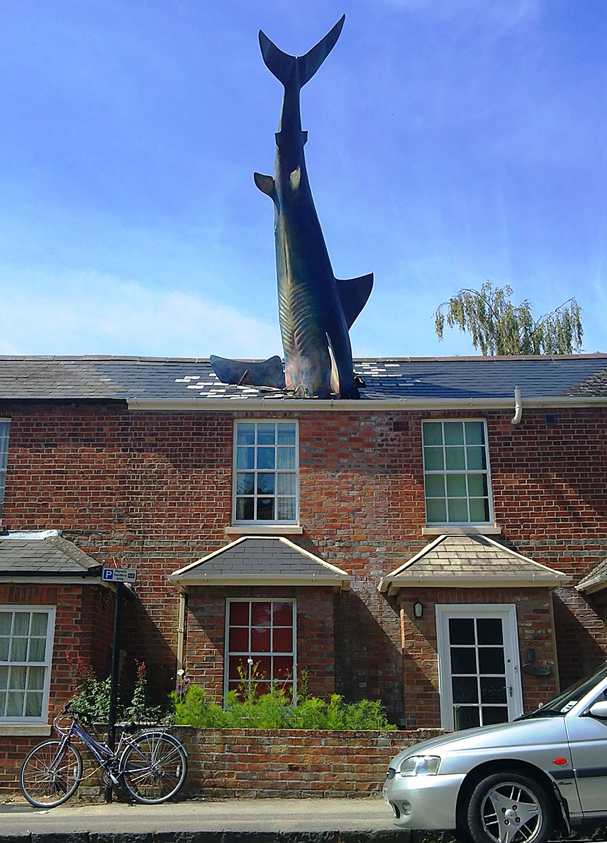 The shark