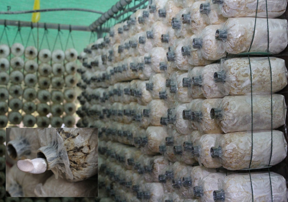 KhaoYai Panorama Farm Mushroom Tour