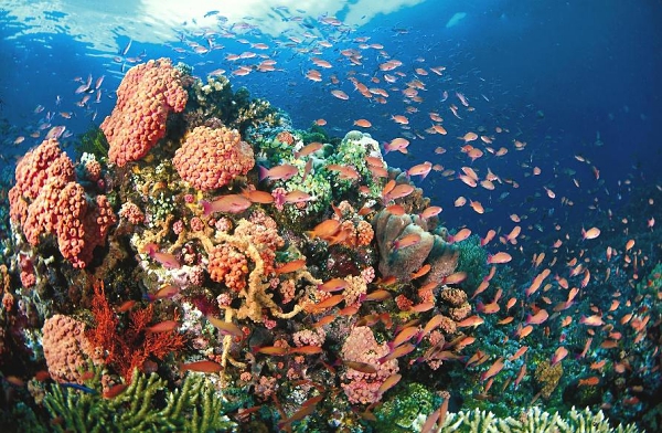 Tubbataha, Palawan, Philippines