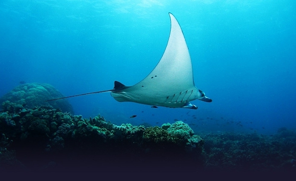 Layang-Layang, Sabah, Malaysia