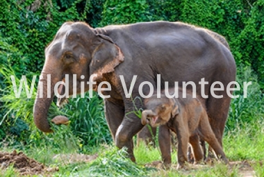 THE DREAMJOB: WILDLIFE VOLUNTEER WANTED!