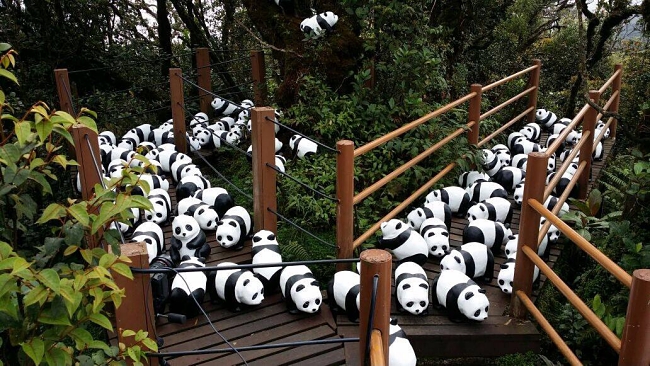 1600 Panda World Tour In Malaysia