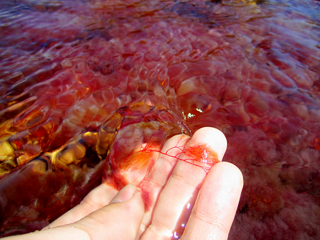 Caño Cristales