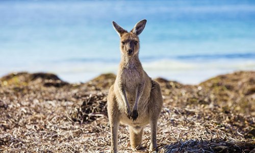[AUSTRALIA] 10 PLACES TO MEET NATIVE ANIMALS THAT CALL WESTERN AUSTRALIA HOME