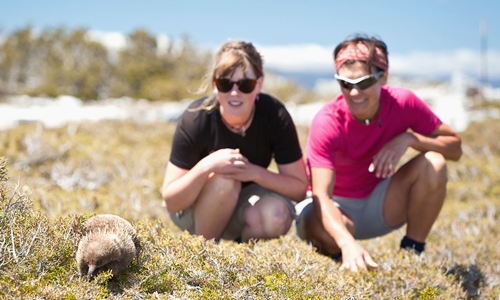 [AUSTRALIA] THINGS TO DO AND EXPERIENCE IN TASMANIA