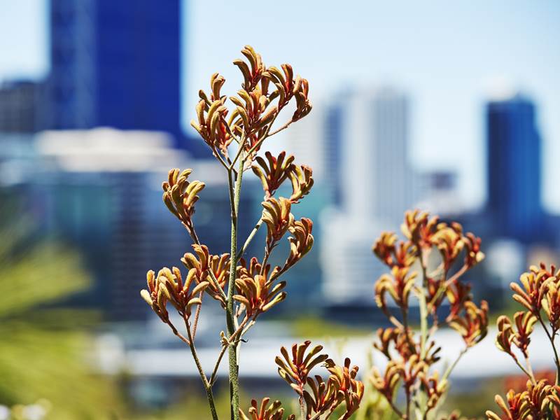 [AUSTRALIA] 10 TOP RATED SPOTS TO SEE WILD FLOWERS IN WESTERN AUSTRALIA