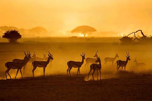 【EMIRATES】LAUNCHING THIRD DAILY TO NAIROBI
