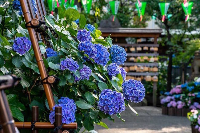 日本 代表夏天的花 紫阳花