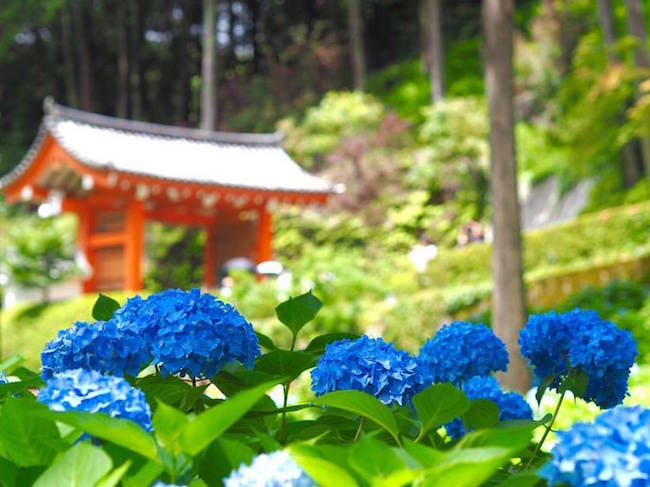 【日本】代表夏天的花——紫阳花