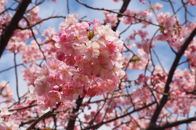 日本 二月 三月可以去哪里赏樱 去赏河津樱