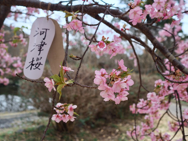 【日本】最早开的樱花——河津樱
